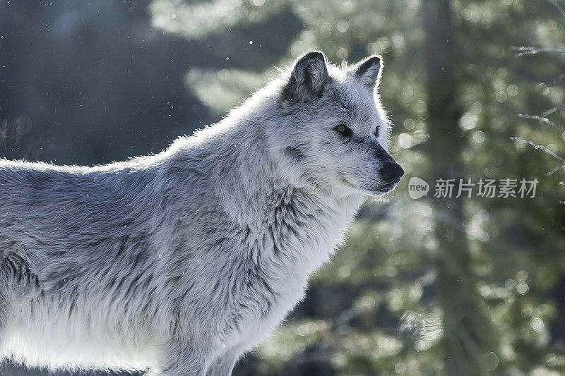 灰狼或灰狼(Canis lupus)是一种原产于北美荒野和偏远地区的犬科动物。